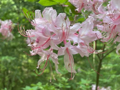 Pink Azalea (Rhododendron periclymenoides) in May at Lunden Pond near Monson in south-central MA