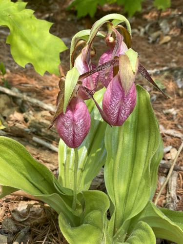 Pink Lady's Slipper (<i>Cypripedium acaule</i>) in May at Lunden Pond near Monson in south-central MA