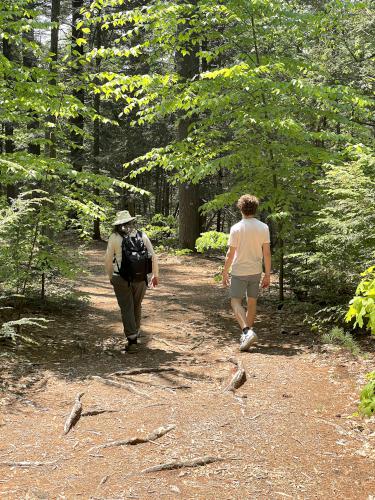 trail in May at Lunden Pond near Monson in south-central MA