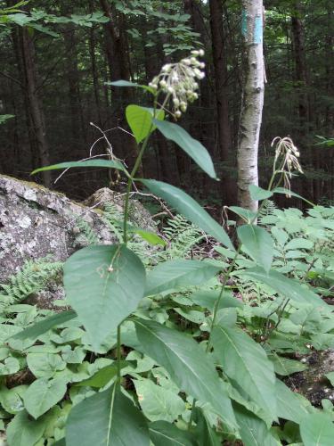 Tall Milkweed (Asclepias exaltata) at Lyme Hill in western New Hampshire