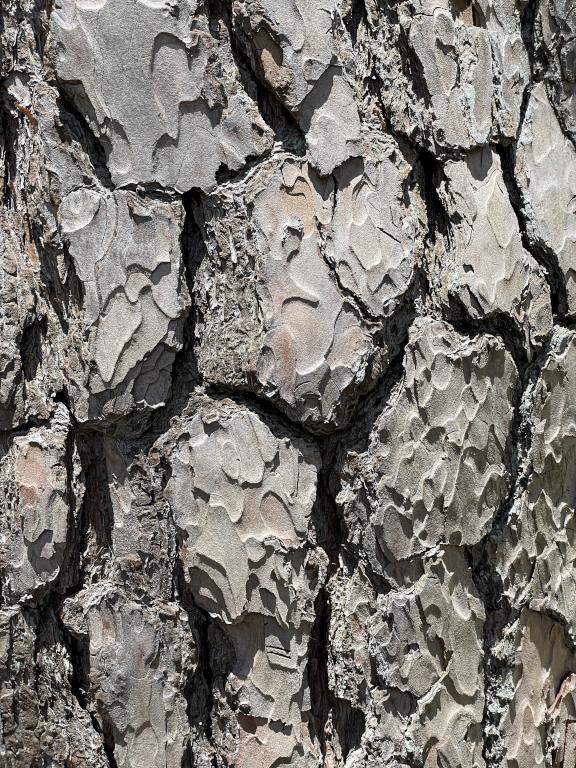 Red Pine bark in May at Mackworth Island near Portland in southern Maine