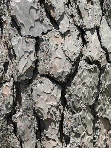Red Pine bark in May at Mackworth Island near Portland in southern Maine