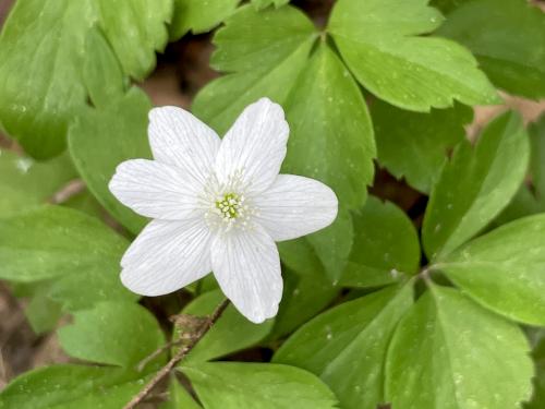 Wood Anemone (Anemone quinquefolia) in May at Mackworth Island near Portland in southern Maine