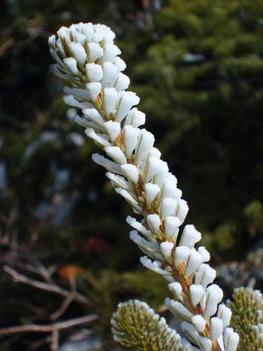 rime ice on a fir branchlet