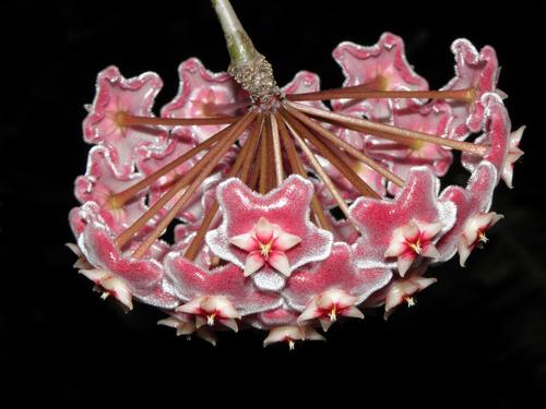Wax Plant (Hoya carnosa)
