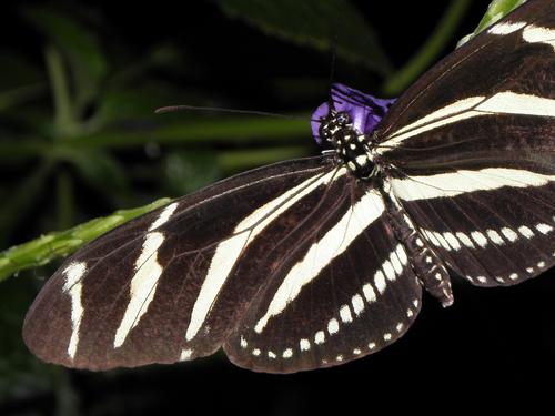 Zebra Longwing (Heliconius charithonia) at Magic Wings Butterfly Conservatory in Massachusetts