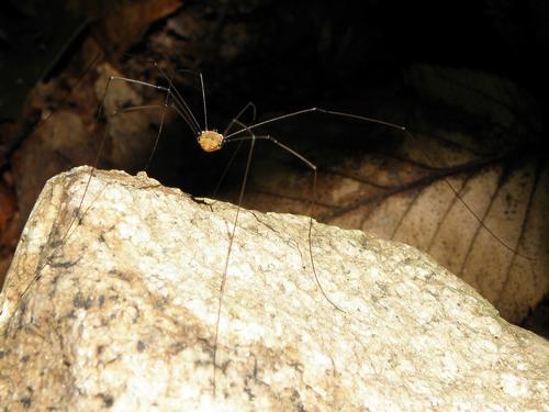 Brown Daddy-long-legs (Phalangium opilio) in July on the trail to Mount Major in New Hampshire