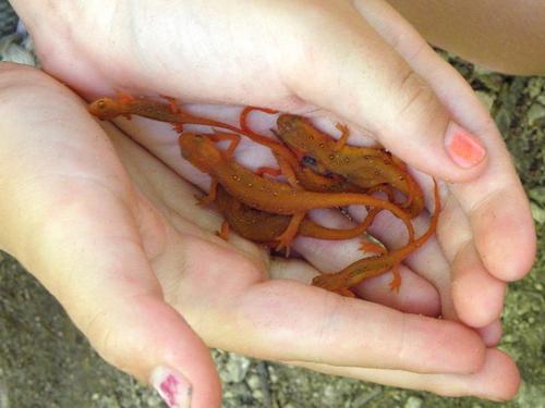 a handful of Red Efts on the trail to Mount Major in New Hampshire