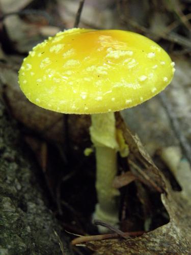 Yellow Patches (Amanita flavoconia)