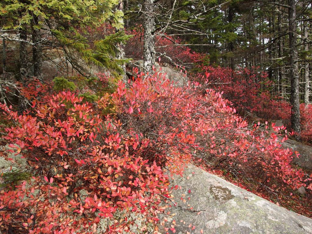 colorful foliage in November at Mansell Mountain within Acadia National Park in coastal Maine