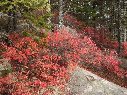 colorful foliage in November at Mansell Mountain within Acadia National Park in coastal Maine