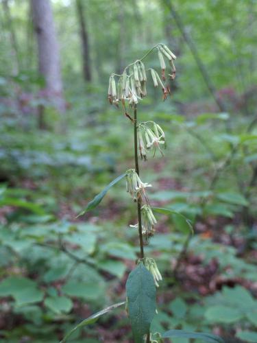 Gall-of-the-earth (Prenathes trifoliolata) at Maple Hill in southern Vermont