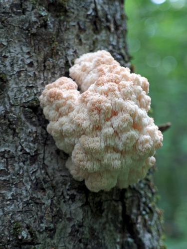 Hericium mushroom at Maple Hill in southern Vermont