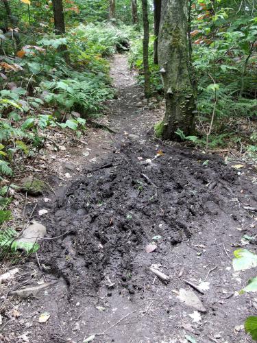 muddy hiker tracks at Maple Hill in southern Vermont