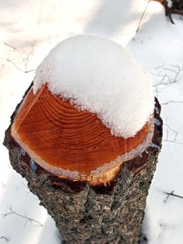 ice-cream stump in February at Marble Hill near Stow in northeastern Massachusetts
