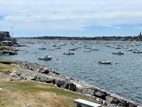 crowd of boats in Marblehead Harbor in June near the Marblehead Rail Trail in northeast Massachusetts