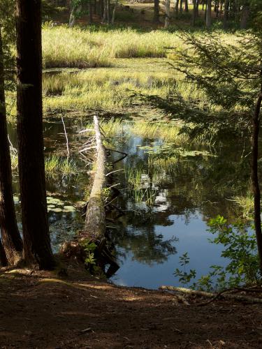 small inlet of Island Pond at Marshall Forest near Hampstead in southeast NH