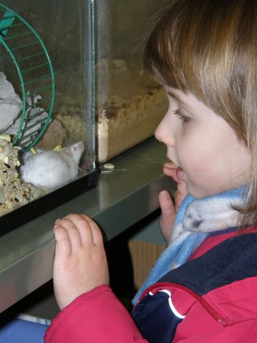 young visitor meets mouse at the Massabesic Audubon Center in New Hampshire