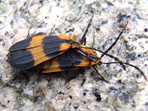 Banded Net-wing (Calopteron reticulatum)