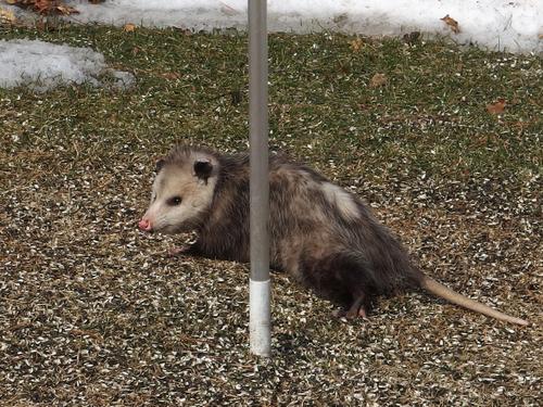 Virginia Opossum (Didelphis virginiana) investigates a back-yard bird feeder at Nashua, NH, in late winter