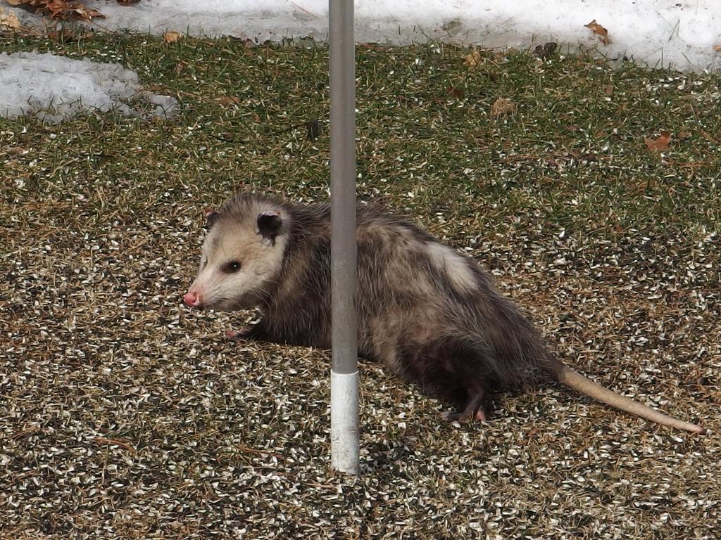 Virginia Opossum (Didelphis virginiana) investigates a backyard bird feeder at Nashua, NH, in late winter