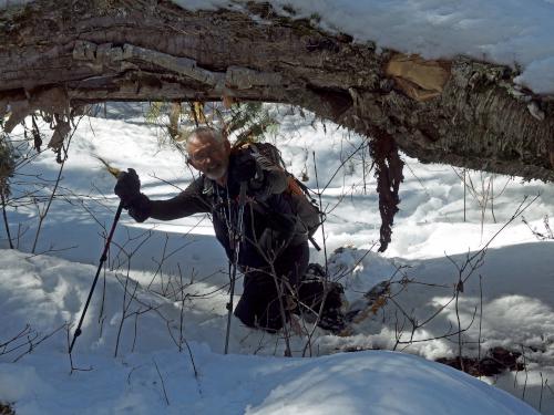 Dick crawls under a fallen tree at McGreal Forest in southern New Hampshire