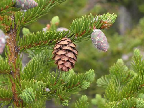 Red Spruce (Picea rubens) cones in July from last year and this year on Mount Meader in New Hampshire