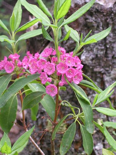 Sheep Laurel (Kalmia angustifolia) flowers in July on Mount Meader in New Hampshire