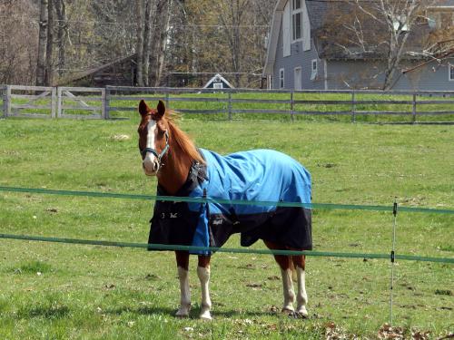 horse in April at a farm beside Meetinghouse Park in northeast Massachusetts