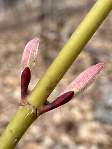 a shrub is budding in April at Meetinghouse Hill near Sutton in southern New Hampshire