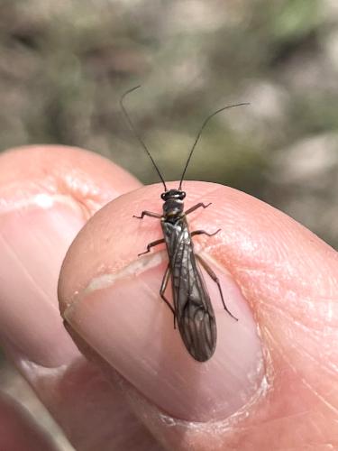 bug in April at Meetinghouse Hill near Sutton in southern New Hampshire