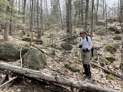bushwhacking in April at Meetinghouse Hill near Sutton in southern New Hampshire