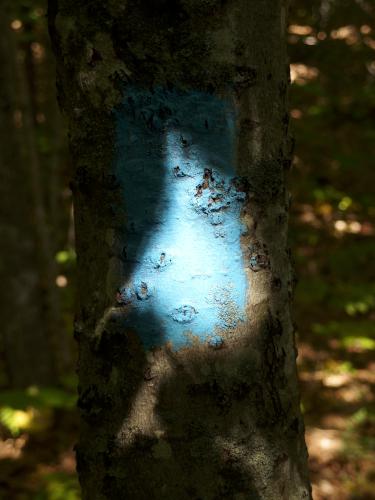 blue blaze on the trail to Mount Megunticook in Maine