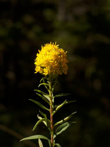 yellow flower on Mount Megunticook in Maine