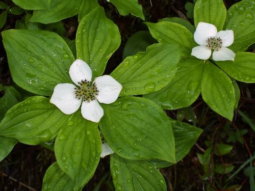 Bunchberry flowers