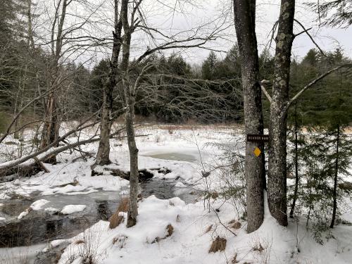 beaver dam in January at Meredith Community Forest in New Hampshire