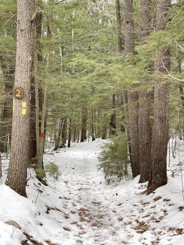 trail in January at Meredith Community Forest in New Hampshire
