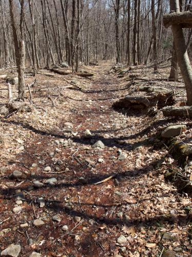 trail in April at Merrimac Town Forest near Merrimac in eastern Massachusetts