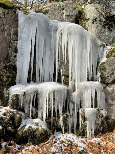 icicles in January at Manchester-Essex Wilderness Conservation Area near Essex in northeast Massachusetts