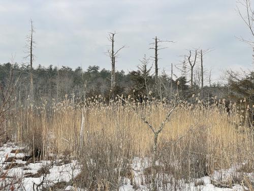 swamp in January at Manchester-Essex Wilderness Conservation Area near Essex in northeast Massachusetts