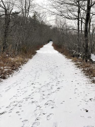 trail in January at Manchester-Essex Wilderness Conservation Area near Essex in northeast Massachusetts