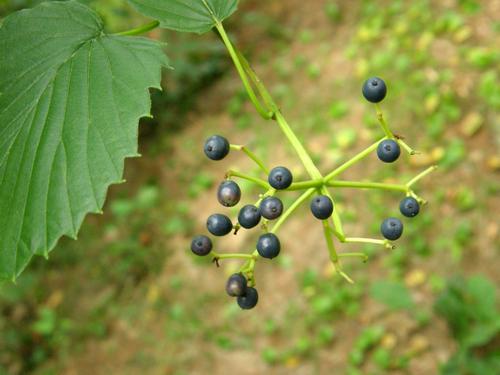 Arrow-wood Viburnum berries