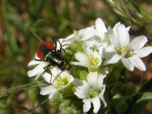 beetle on Hoary Alyssum flower