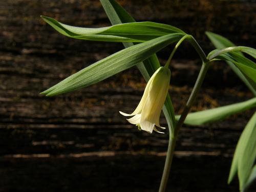 Sessile Bellwort (Uvularia sessilifolia) in May at Mine Falls Park in Nashua, New Hampshire