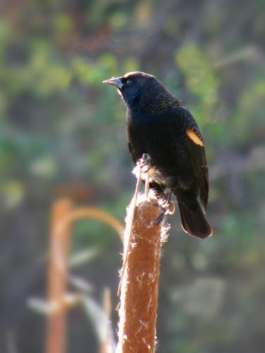 Red-winged Blackbird on Common Cat-tail