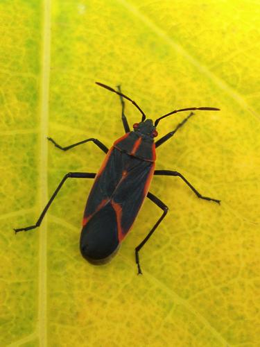 Boxelder Bug (Boisea trivittata)