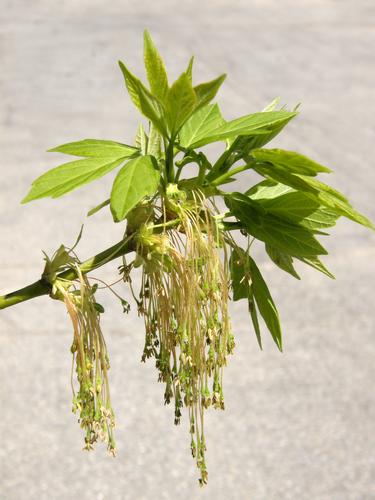 Box Elder in flower (Acer negundo)