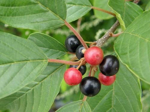 European Buckthorn berries