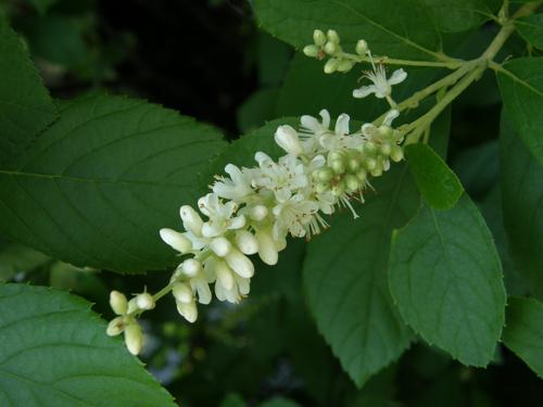 Sweet Pepperbush (Clethra alnifolia)