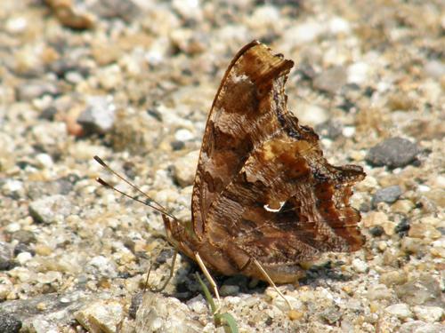 Eastern Comma (Polygonia comma) in July at Mine Falls Park in Nashua, New Hampshire